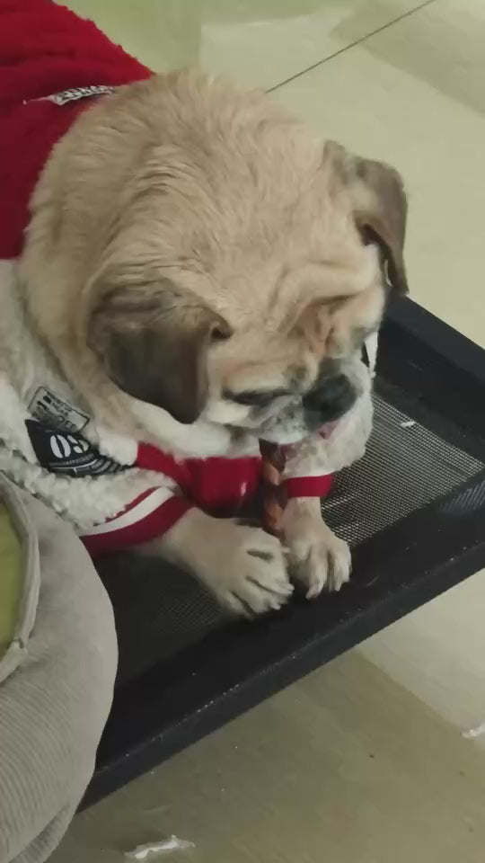 狗狗卫衣